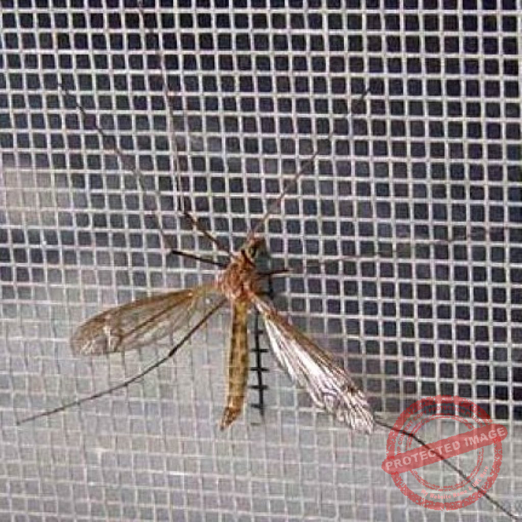 Lưới inox